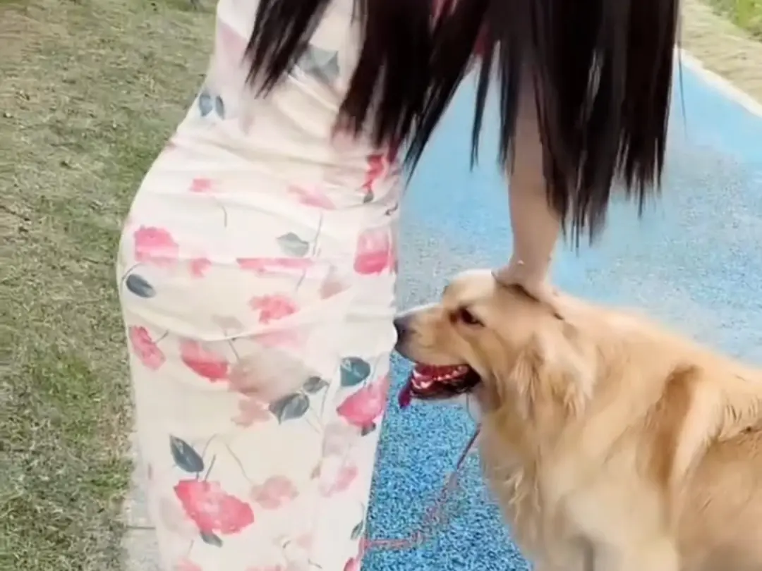 免费看《抖音香香公主与爱犬》爱犬金毛科普视频，流畅不卡顿，香香公主与爱犬直播回放资源持续有效可提取！